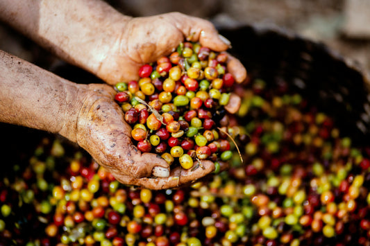 single-origin coffee farm, hand-picked specialty coffee beans, coffee cherries harvest