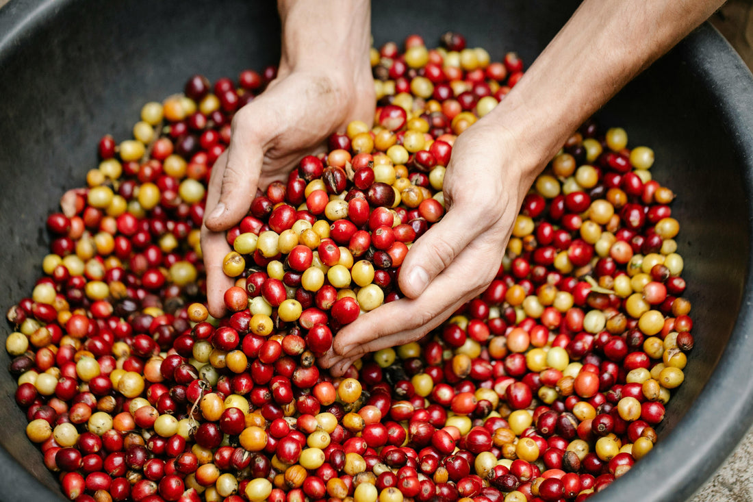 hand-picked coffee cherries, specialty coffee farm, sustainable coffee farming