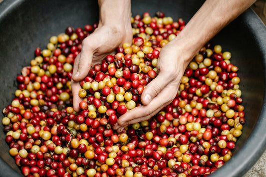 hand-picked coffee cherries, specialty coffee farm, sustainable coffee farming